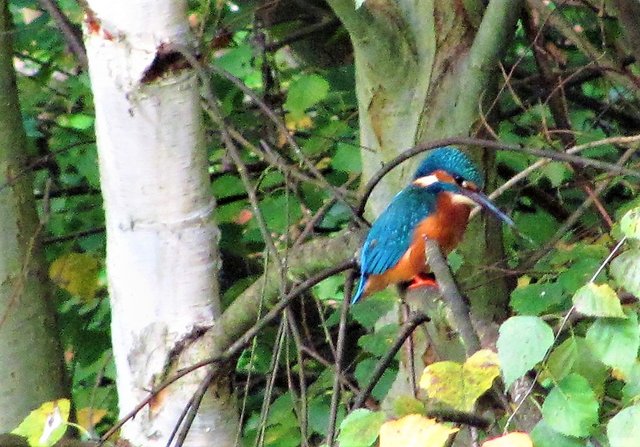 Jahrzehnte glaubte ich nie einen Eisvogel zu Gesicht bekommen zu können, aber dann war es wie ein 6er im Lotto, Geduld lohnt sich doch! | Foto: Bernd Barth