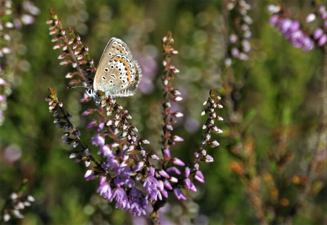 Kunstwerk der Natur | Foto: Bernd Barth