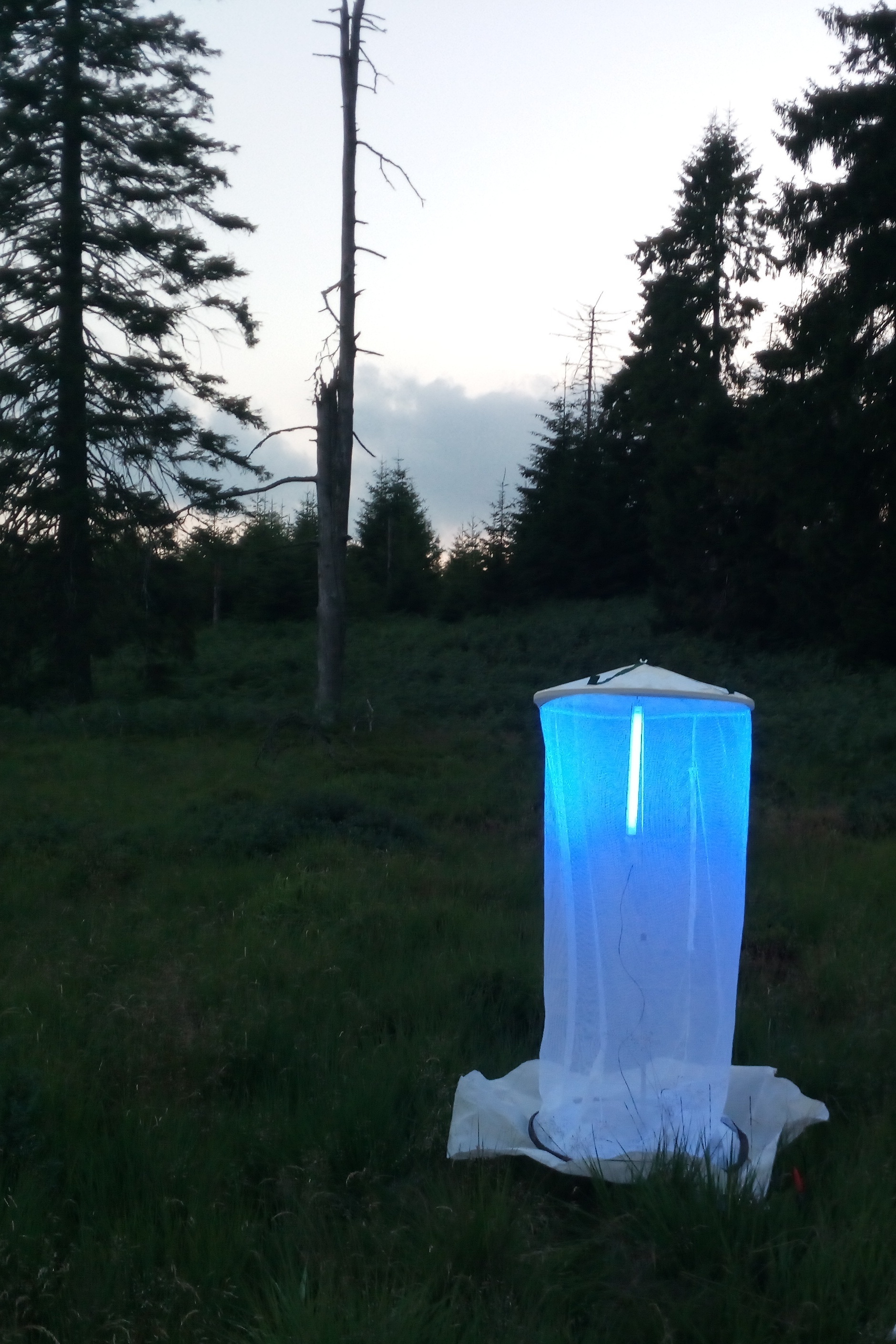 Mittels UV-Licht werden Insekten angelockt, um sie anschließend zählen und bestimmen zu können.