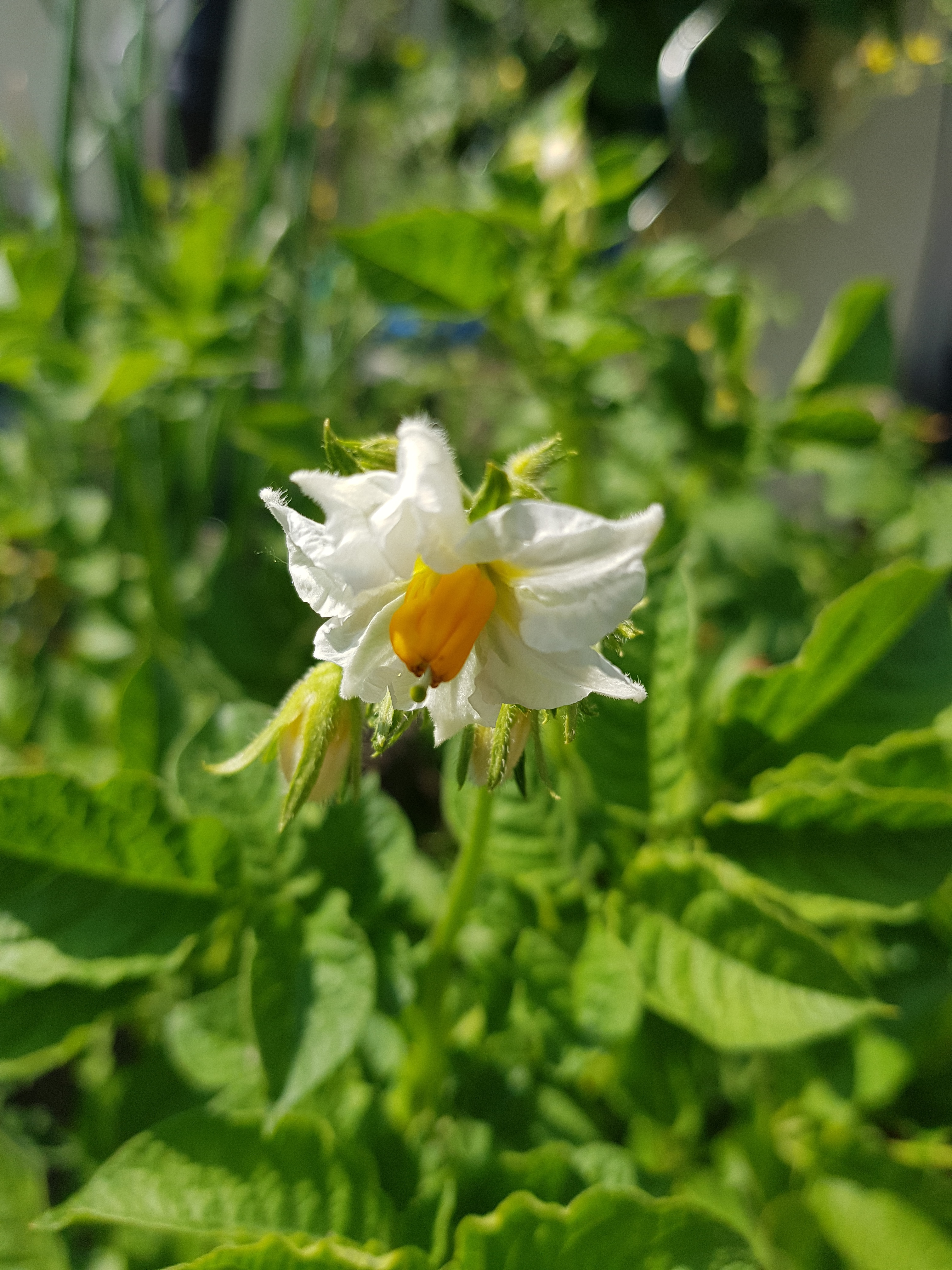 Als die Kartoffel nach Europa kam, aß man zuerst die Knospe der Kartoffelblüte, die schmeckt nicht nur nicht, sie ist auch noch gesundheitsschädlich.