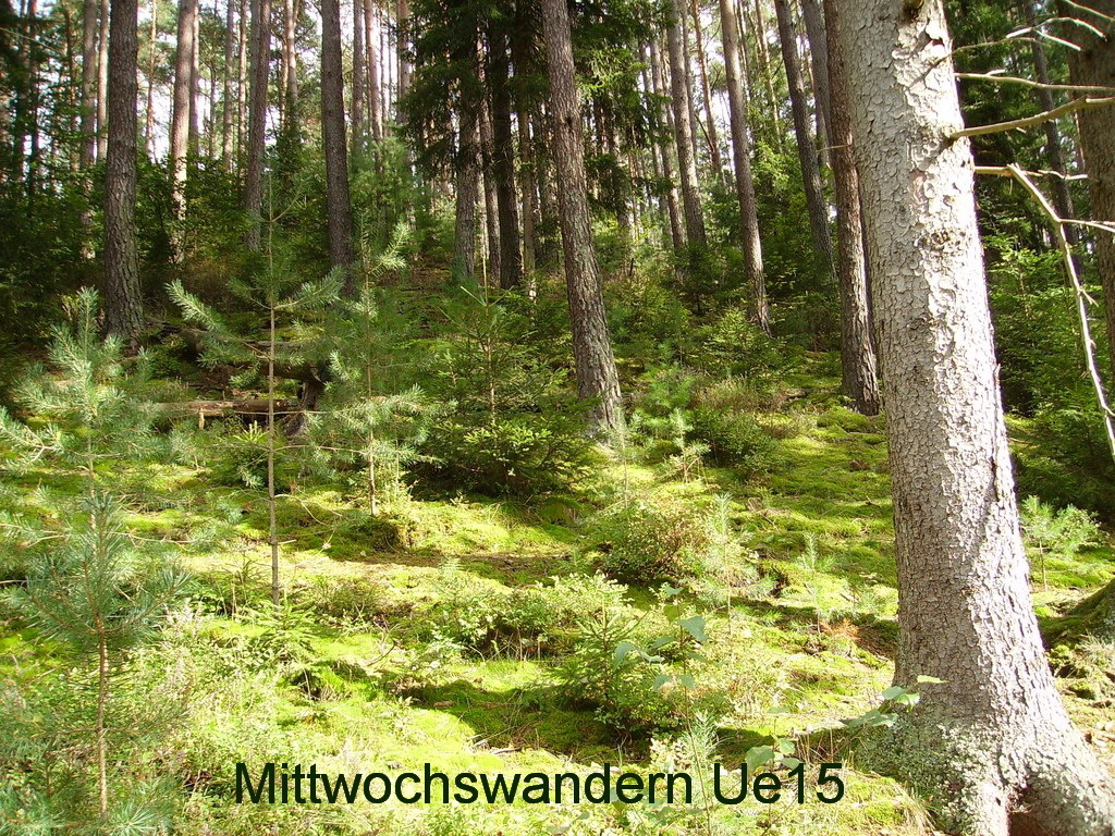 Auf dem Weg zum Sindelweiher.