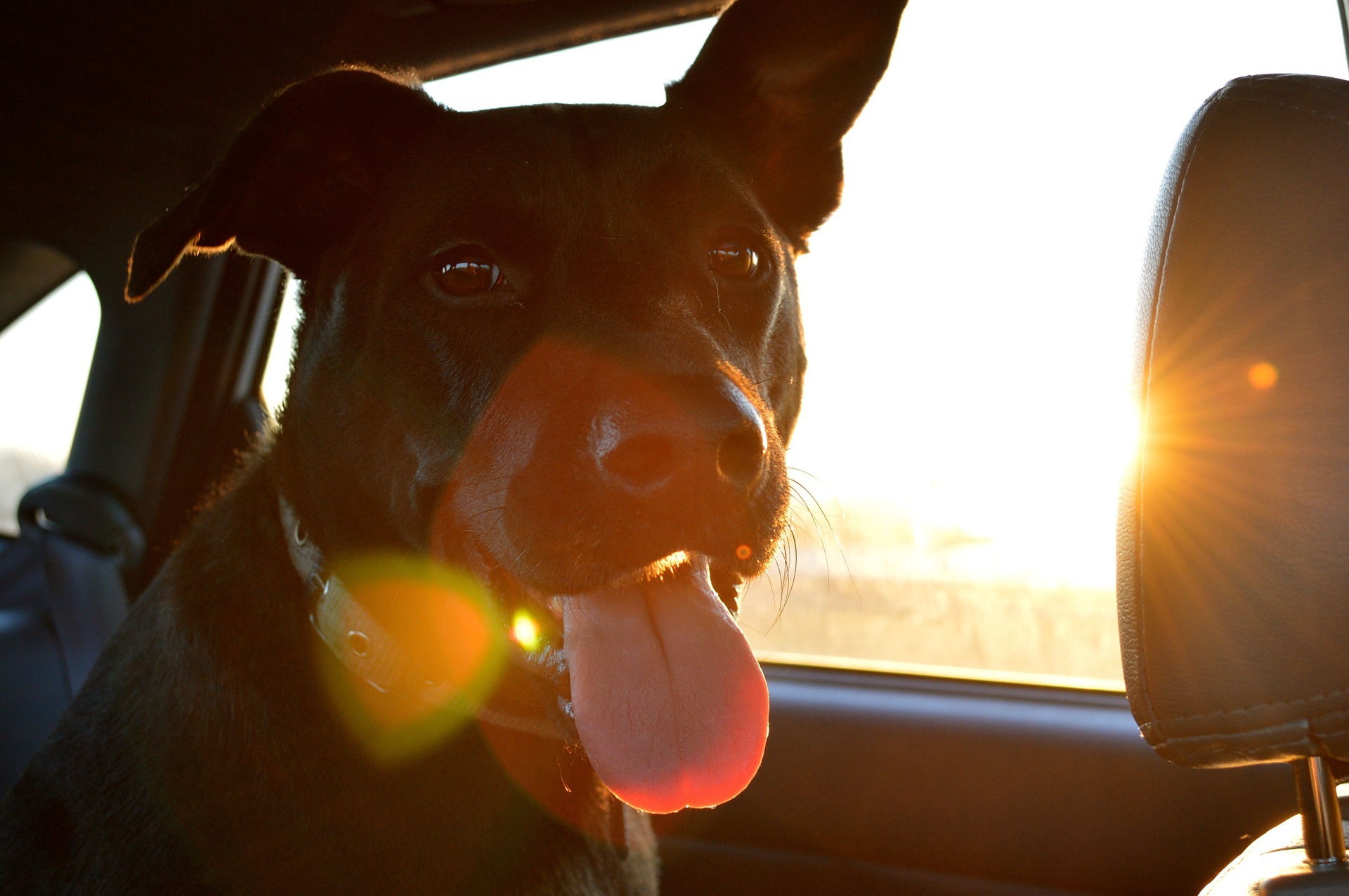 Bei Hitze sollte ein Hund nicht im Auto zurückgelassen werden.