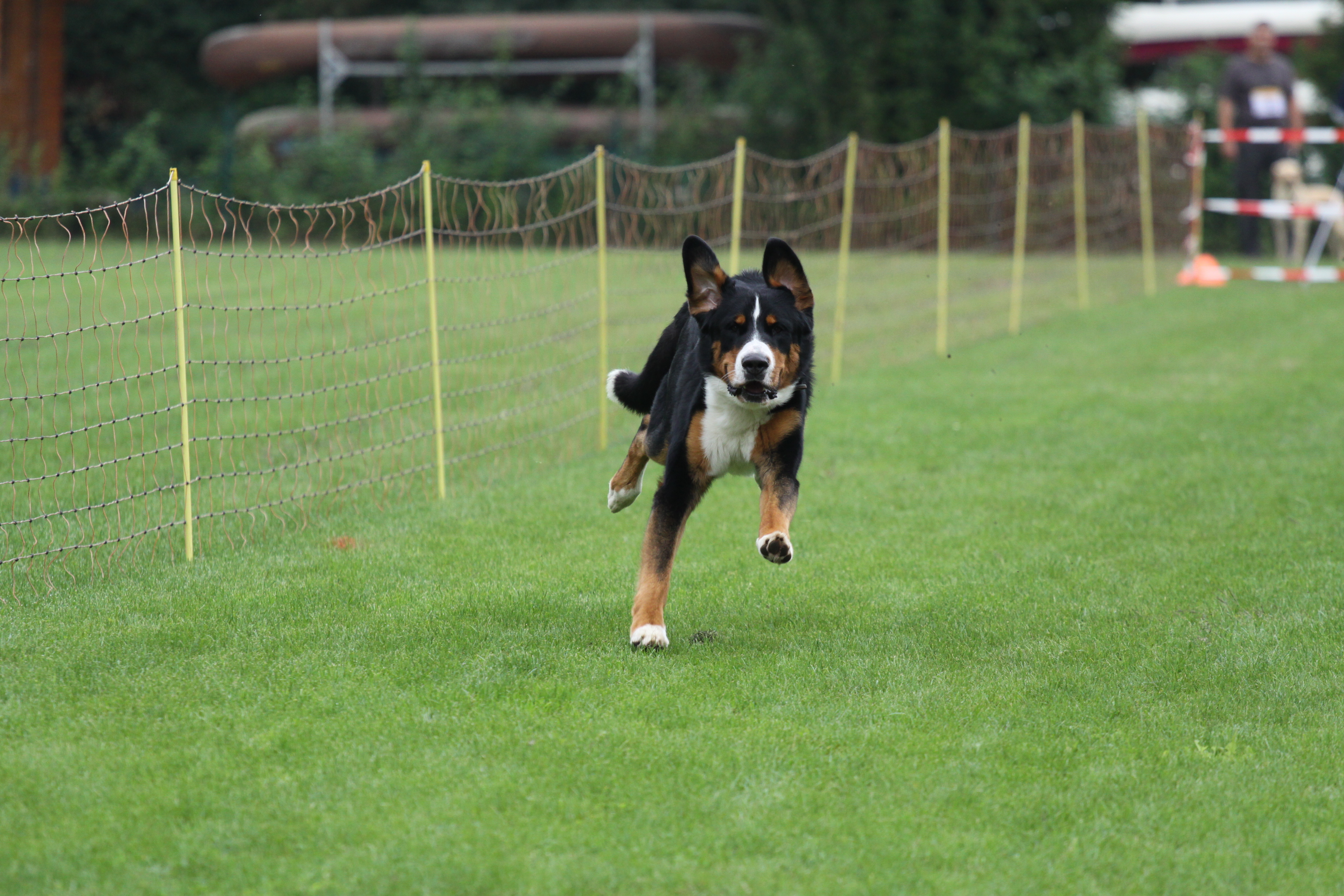 Der VfH Leimersheim sucht am 26. August den schnellsten Hund der Südpfalz. Mitmachen kann jeder.