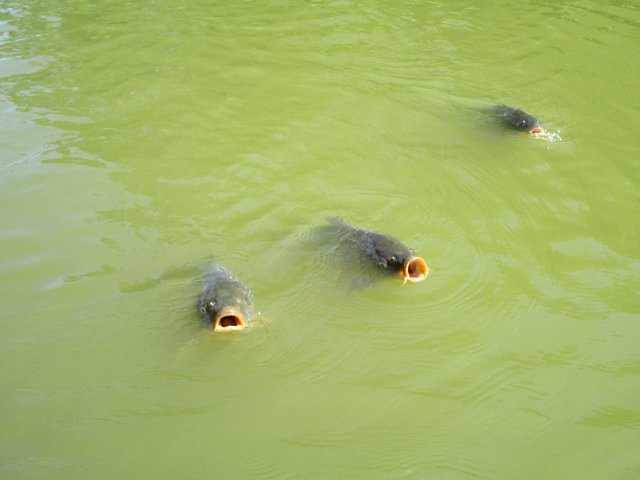 Foto: Ingrid Schüler