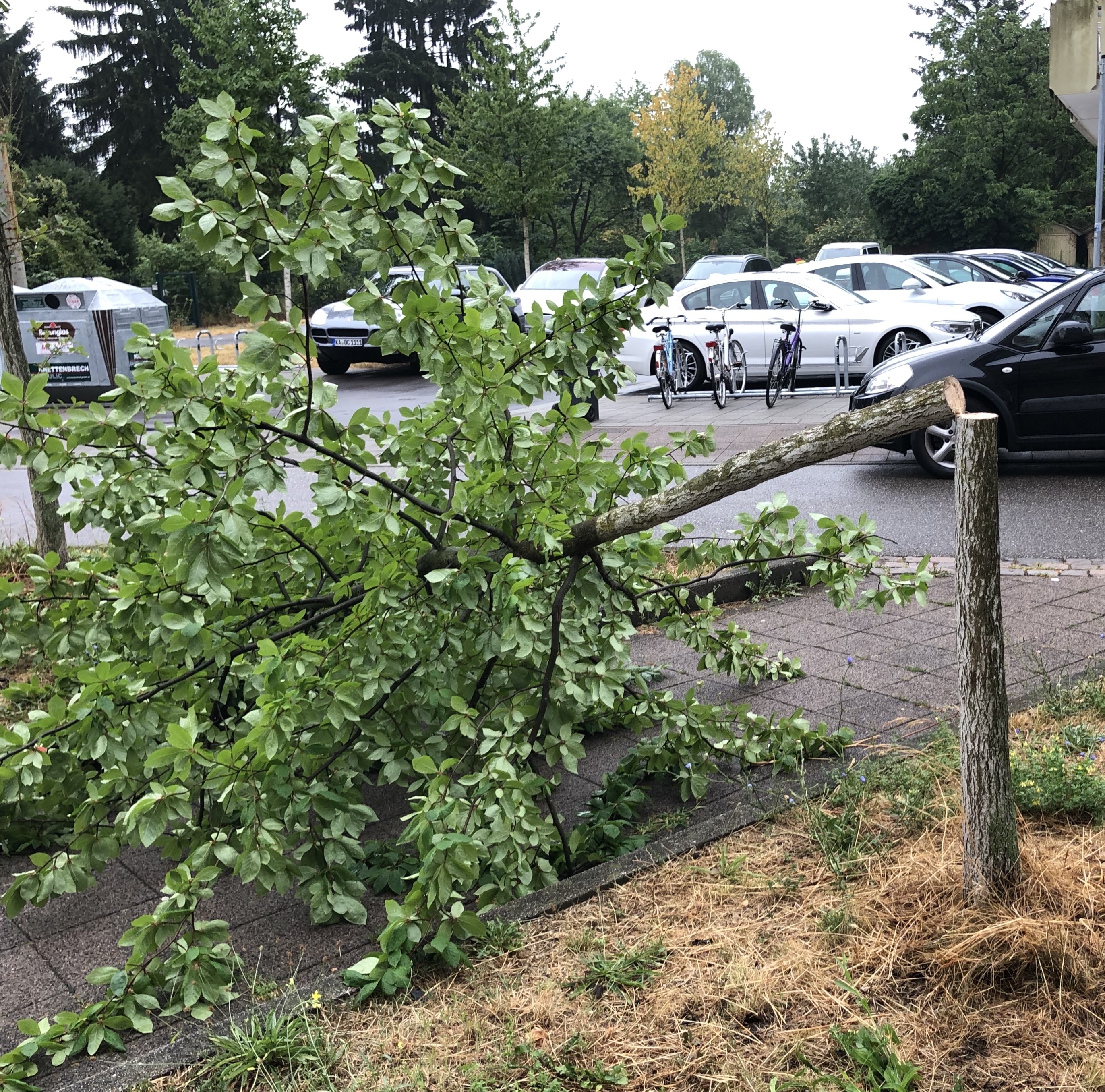In der Eisenlohrstraße sägten Unbekannte einen jungen Baum ab.