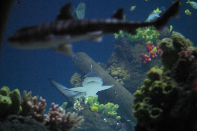 Seaworld ………...Auge in Auge 