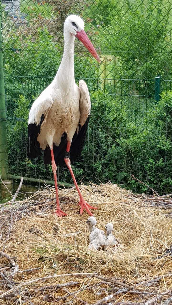 Insgesamt neun Storchenjunge sind in Bann herangewachsen.