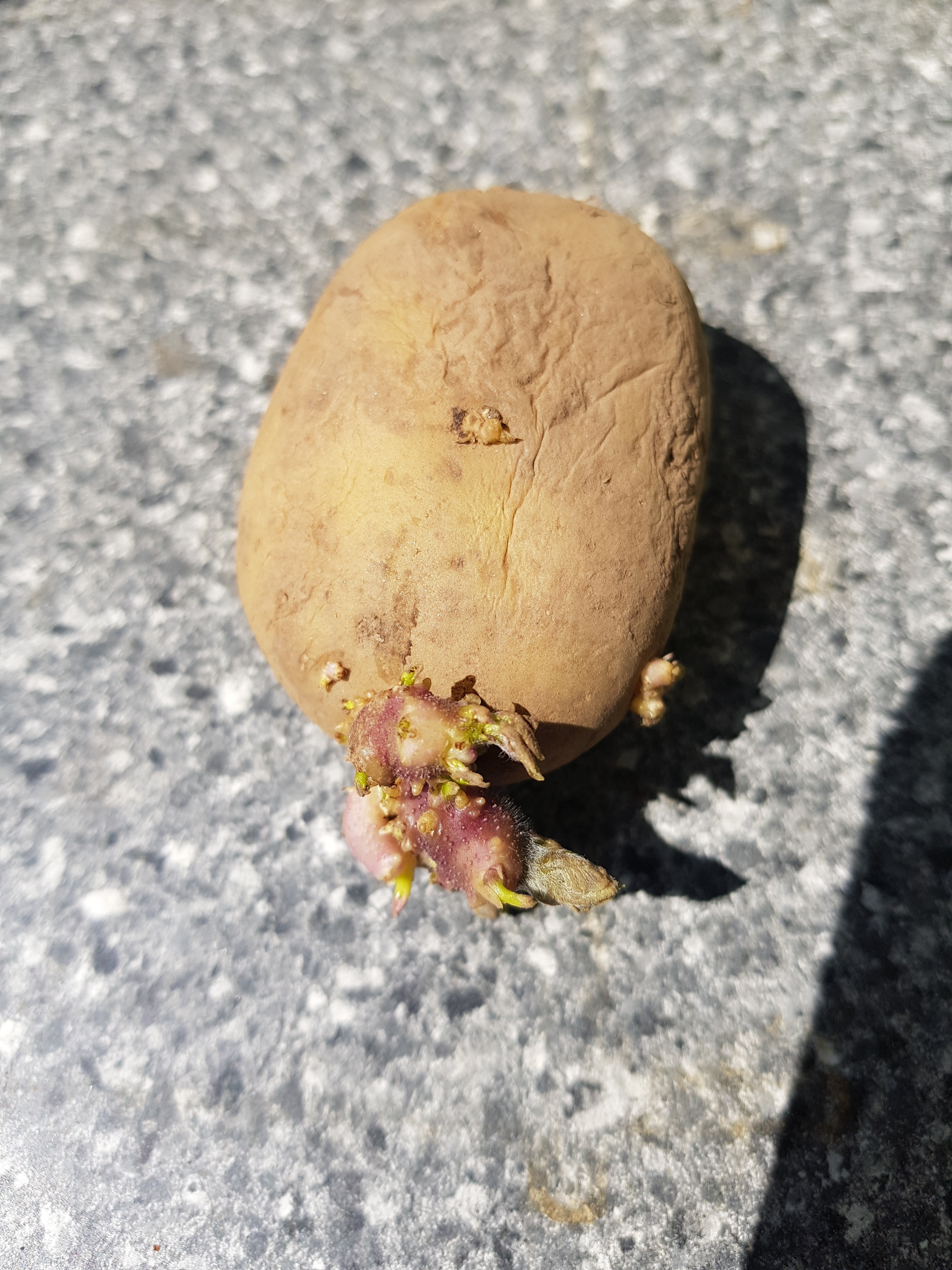 Wenn die ersten Keimaugen zu sehen sind, kann man die Kartoffel einpflanzen.