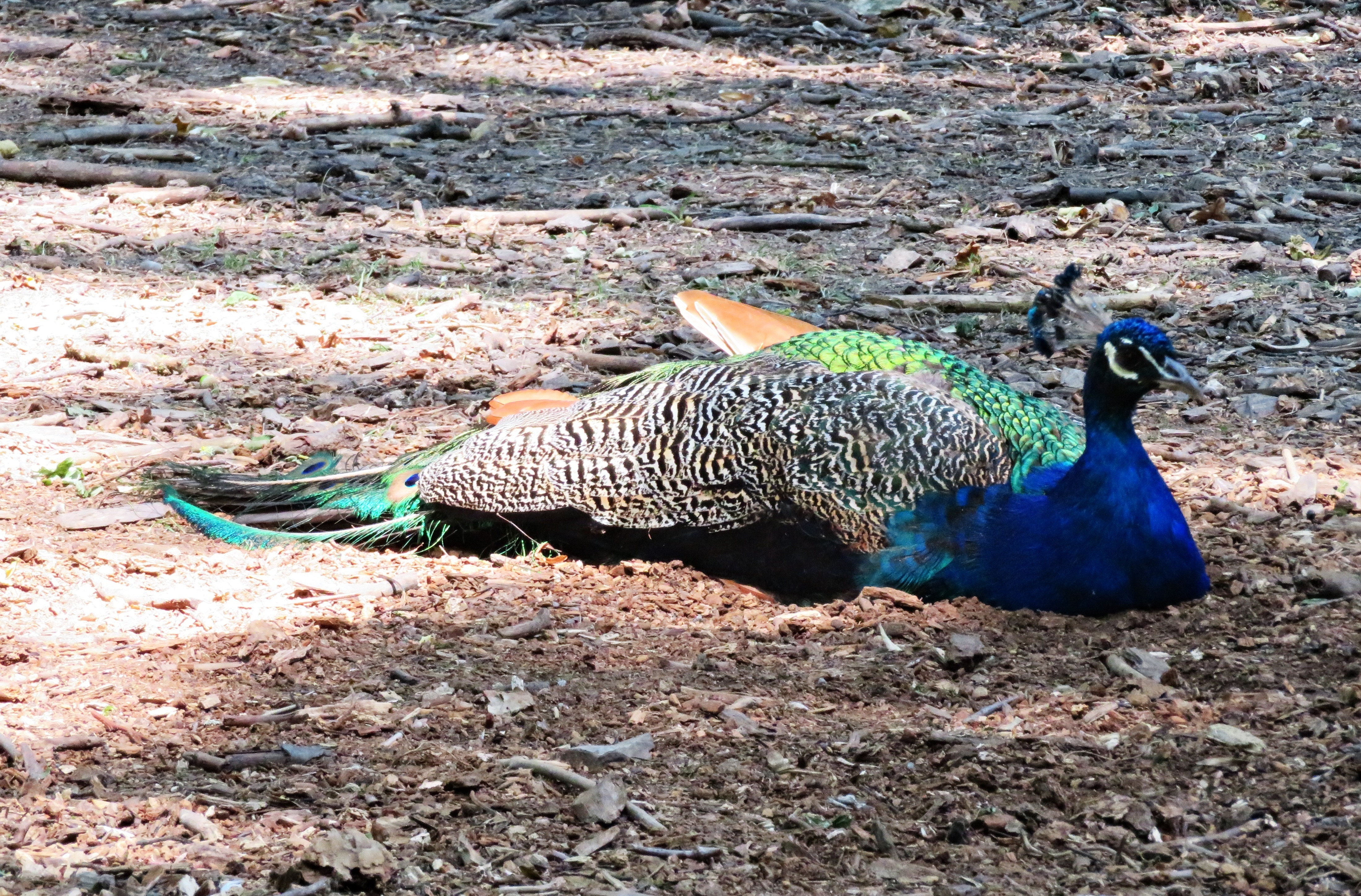 Ein schattiges Plätzchen hat dieser Pfau gefunden