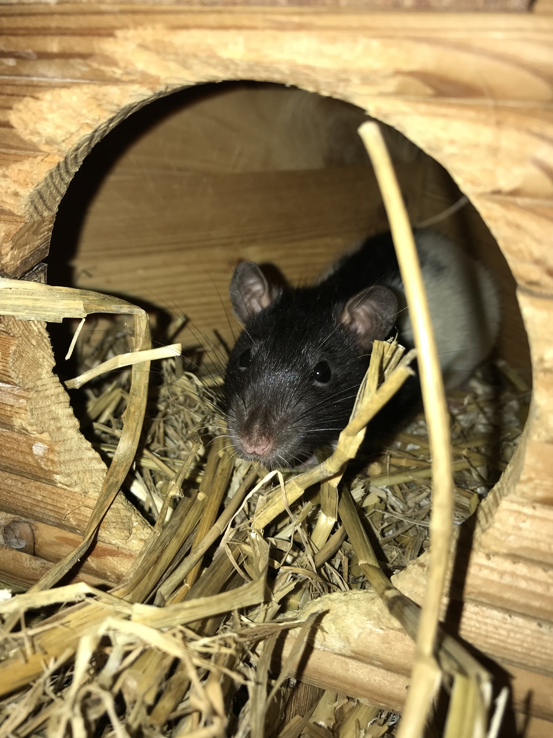 Mary Poppins ist eine niedliche Farbratte, die in der Tiernotaufnahmestation derzeit auf ein neues Zuhause wartet.