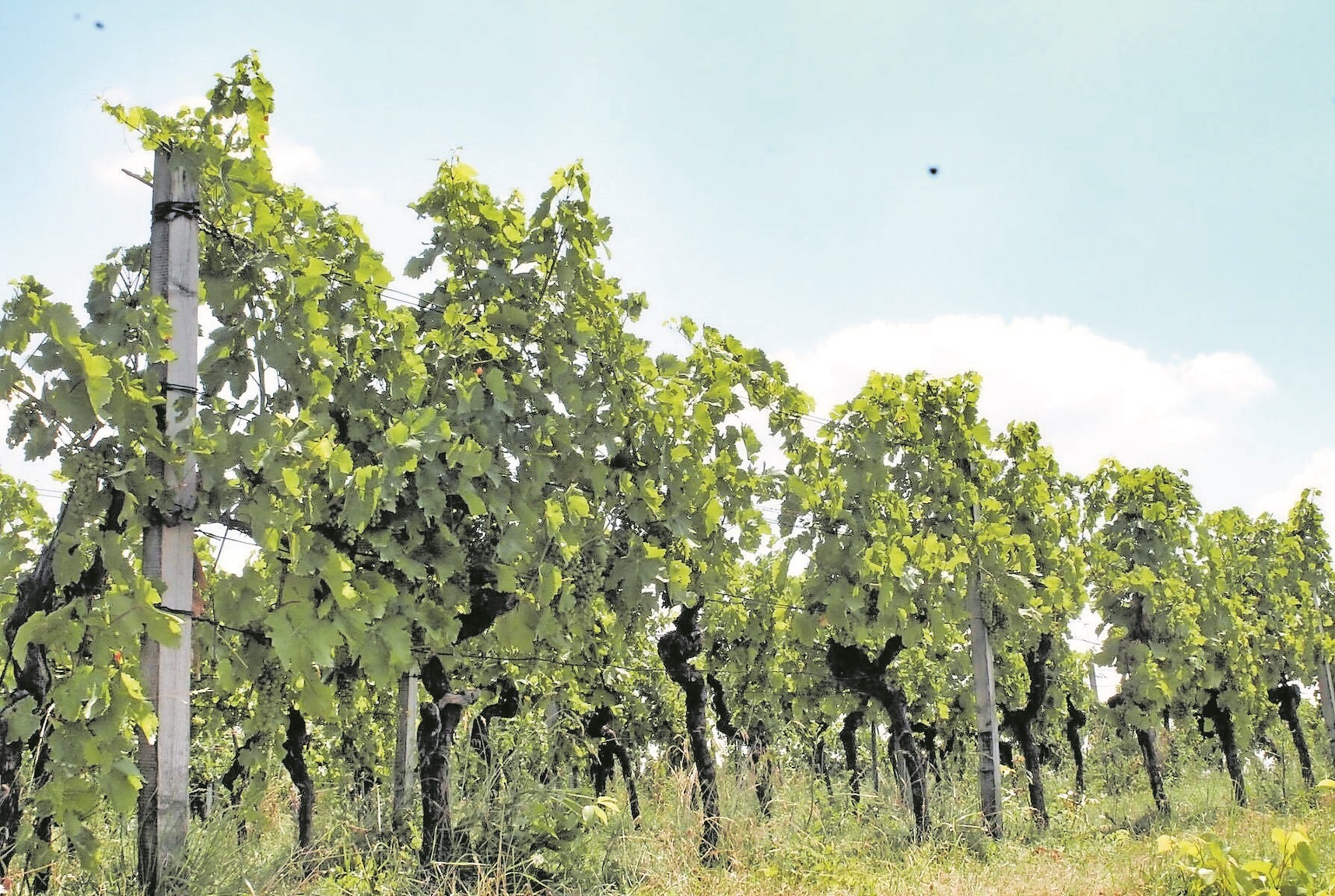 Die Weinberge sind fester Bestandteil der Landschaft rund um Östringen.