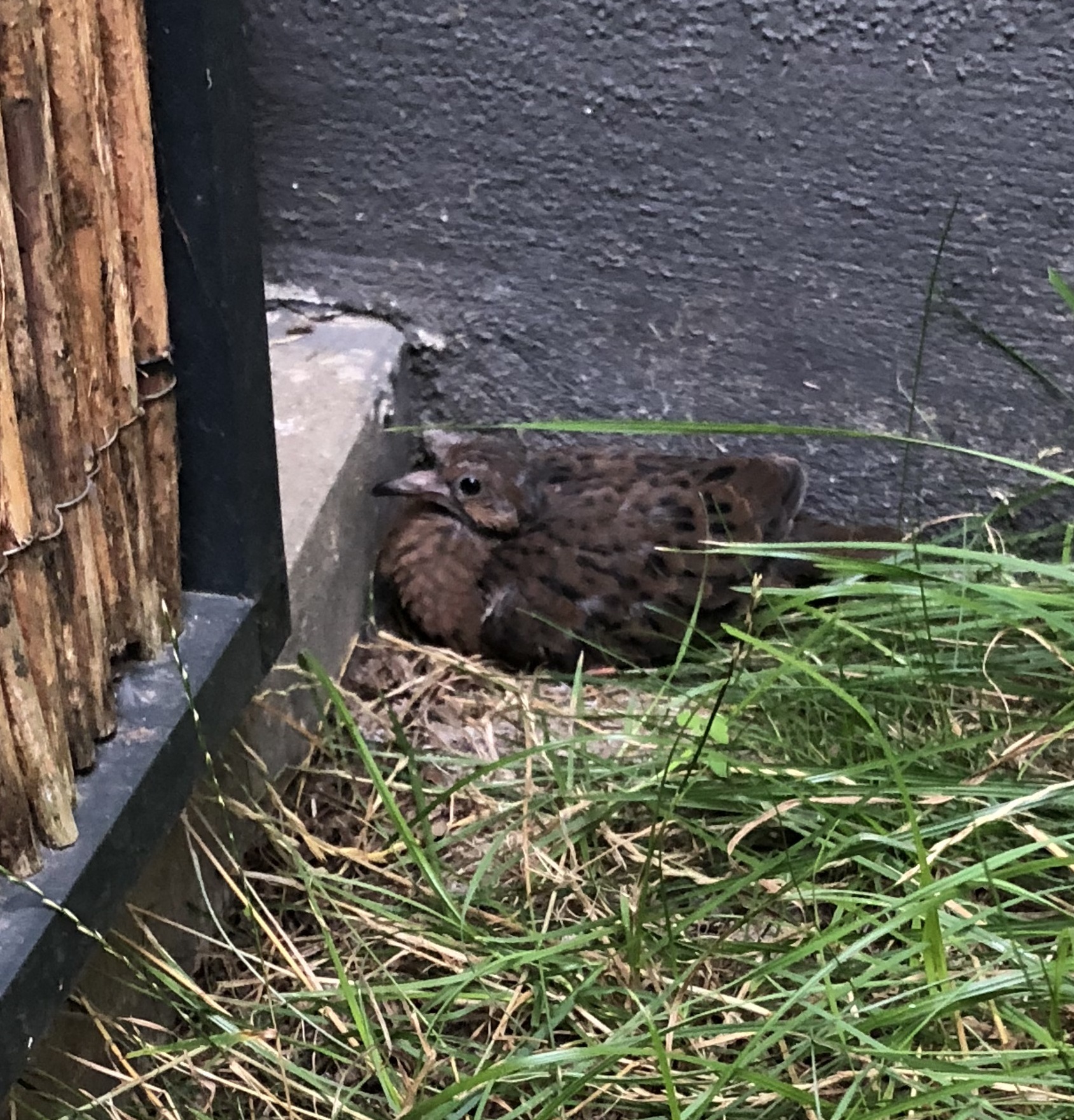 Eine in der Wildnis bereits ausgerottete Tierart konnte nun auch im Landauer Zoo erfolgreich nachgezogen werden: eine Socorrotaube ist geschlüpft und ausgeflogen.
