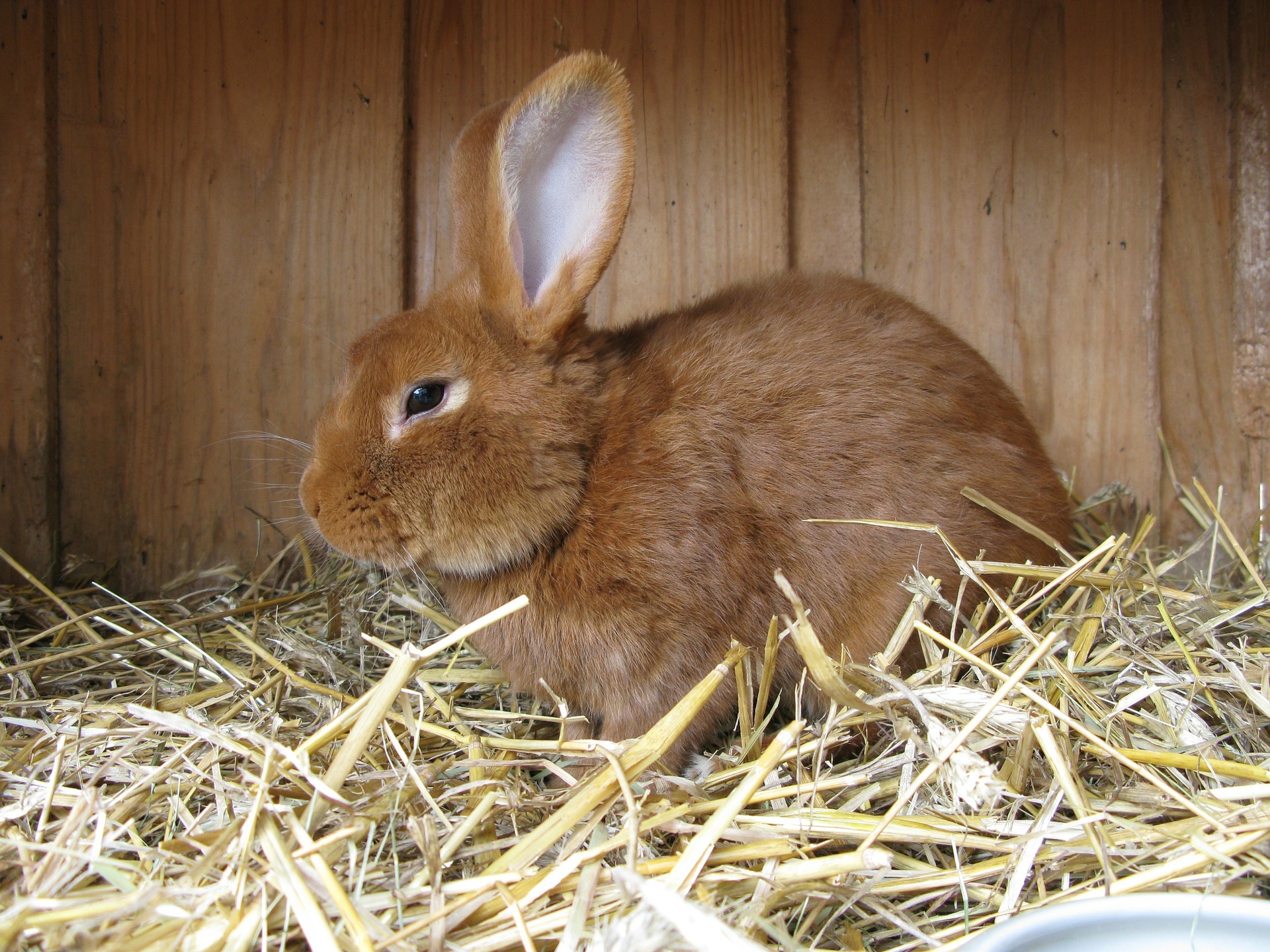 Symbolfoto Kleintierzüchter