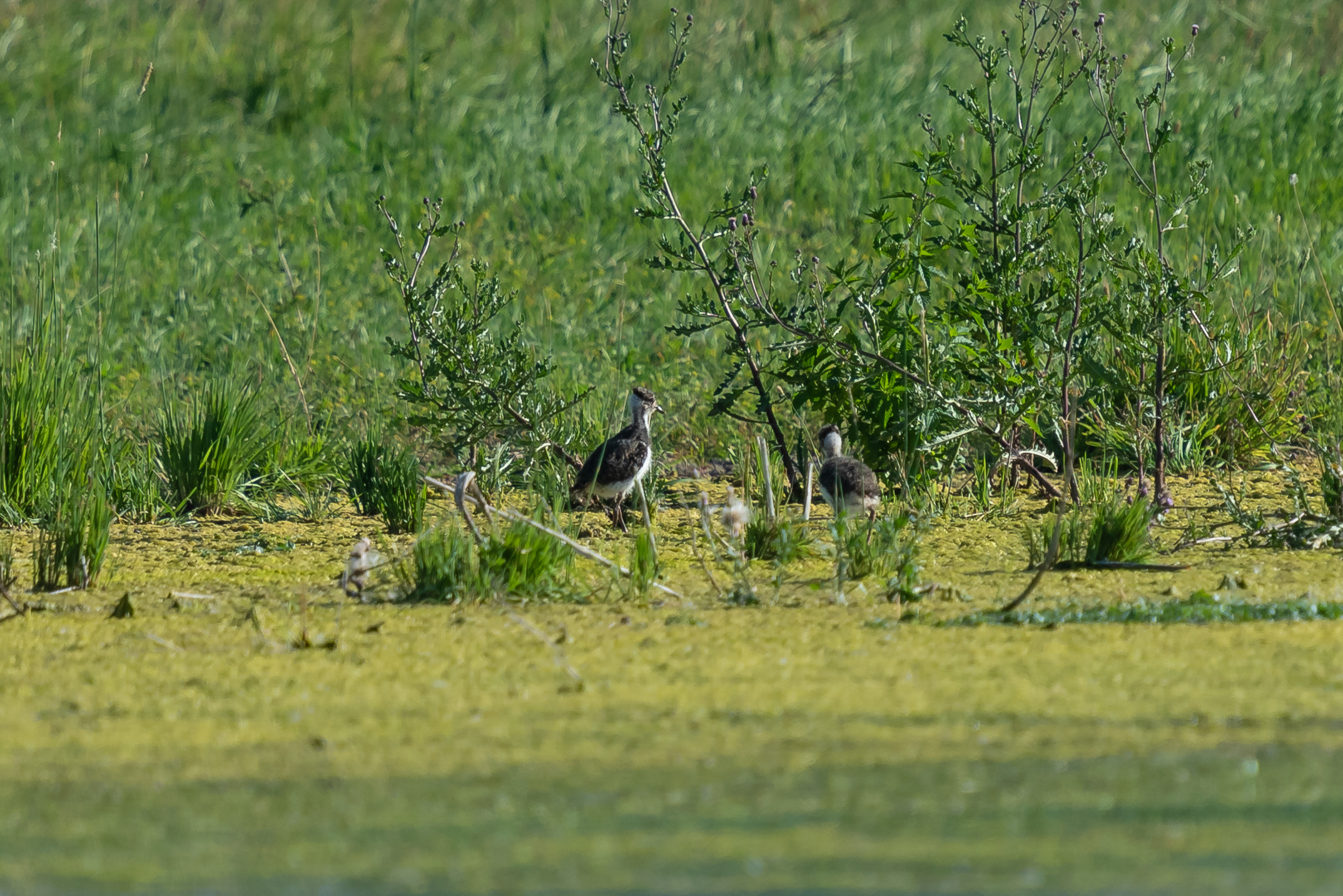 Suchbild: Drei Kiebitz-Küken zieht ein Vogelpaar in der Saalbachniederung bei Bruchsal groß.