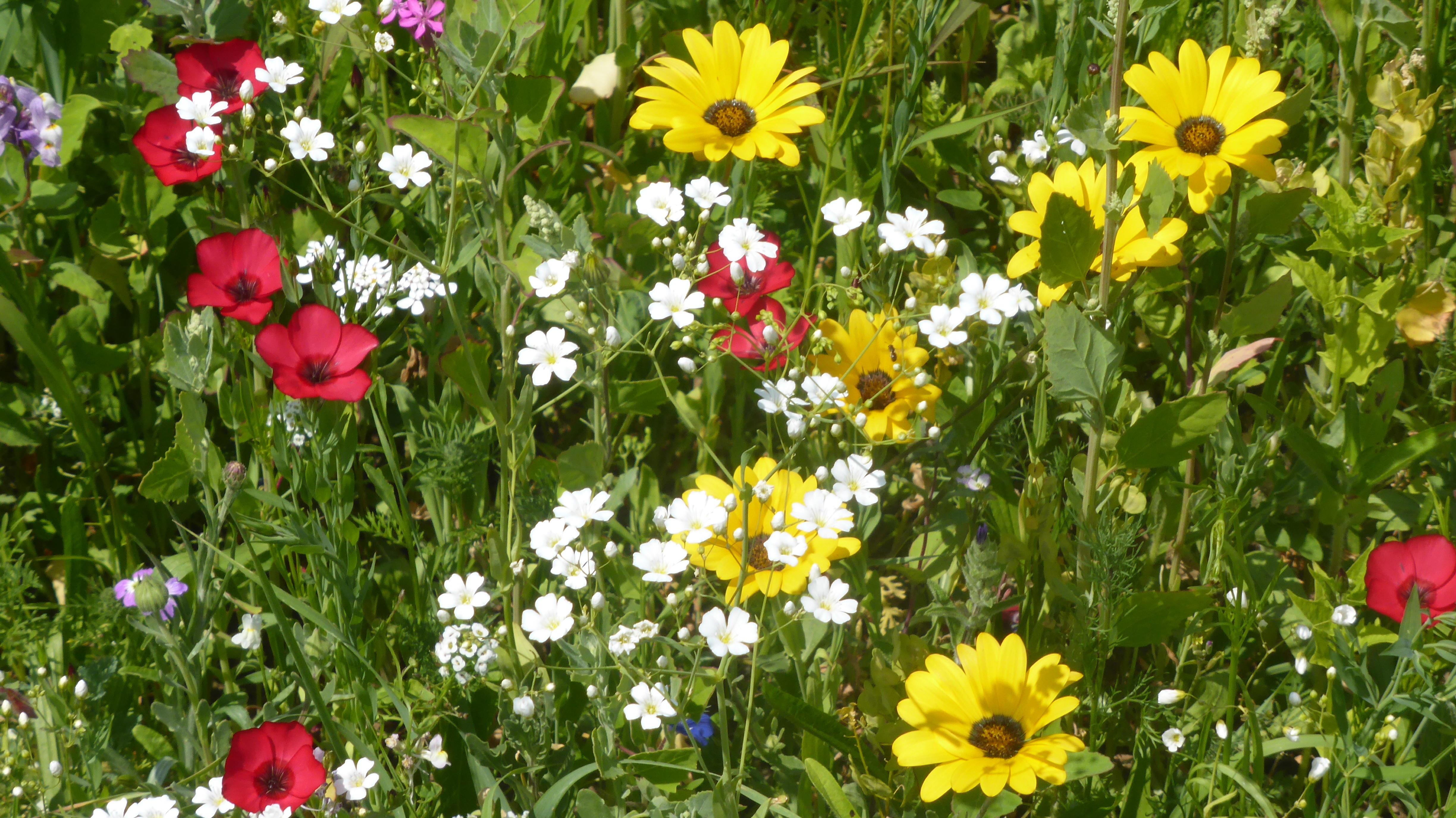 Dank der Aktivitäten des Freundeskreises Blühendes Landau sollen auch heimische Insekten neue Nahrungsquellen finden.