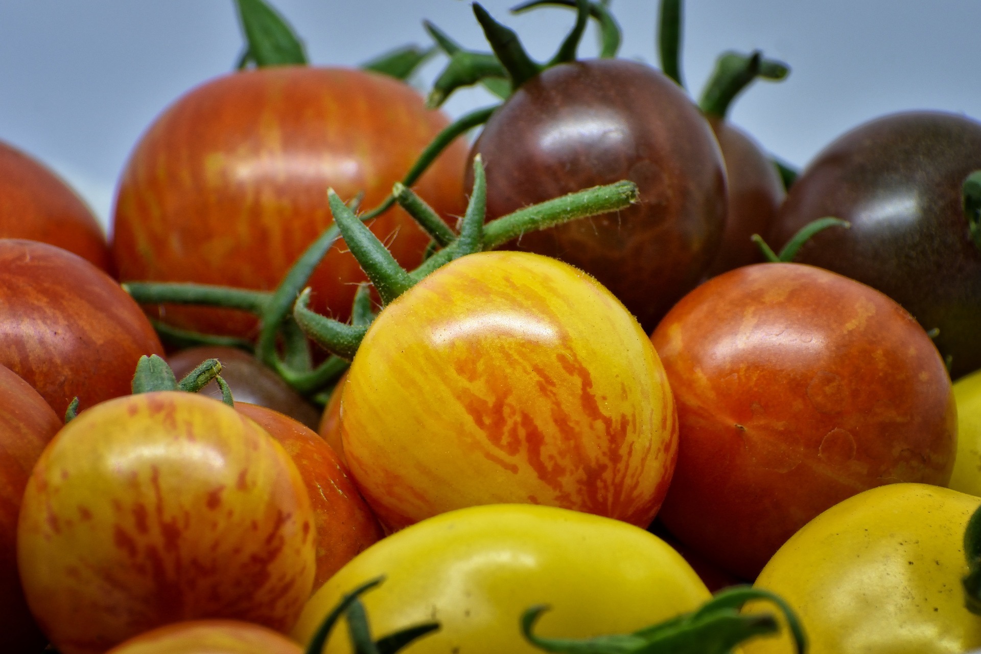 Seltene Tomatensorten stehen im Fokus eines Vortrags in Rülzheim.
