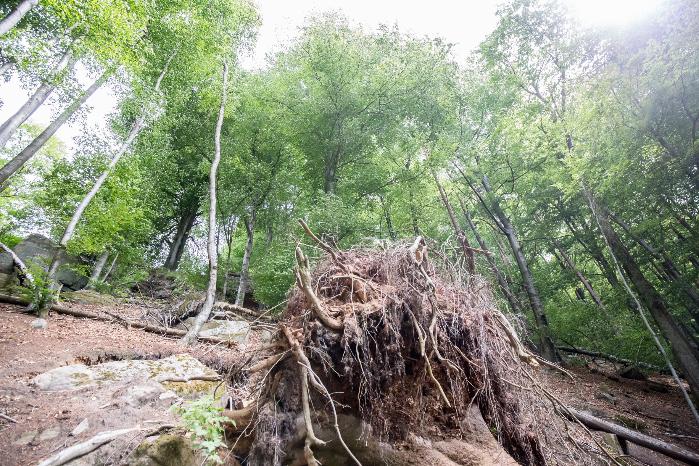 Wegen der aktuellen Trockenheit besteht akute Waldbrandgefahr.