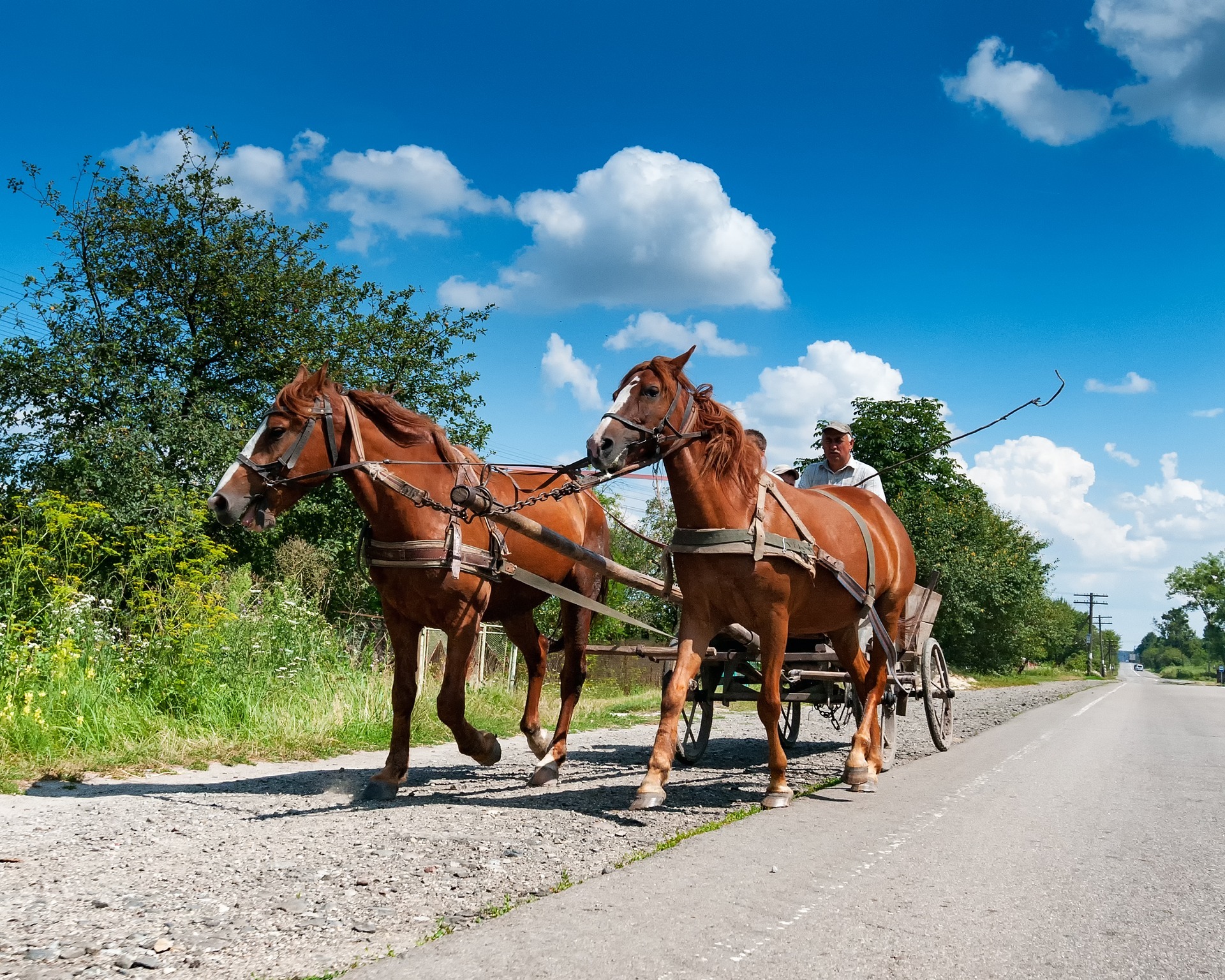 Als der Kutsche eine Fahrradfahrerin entgegenkam, erschreckten sich die Pferde und rannten unkontrolliert in Richtung Leimersheim.