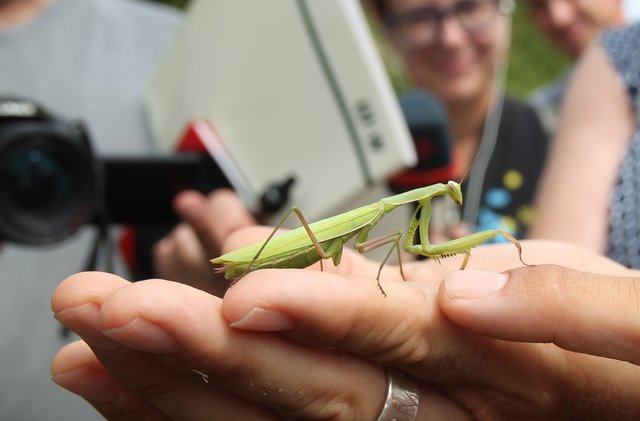 Star des Tages - von Kameras umringt - die europäische Gottesanbeterin, "Mantis Religiosa" | Foto: Heike Schwitalla