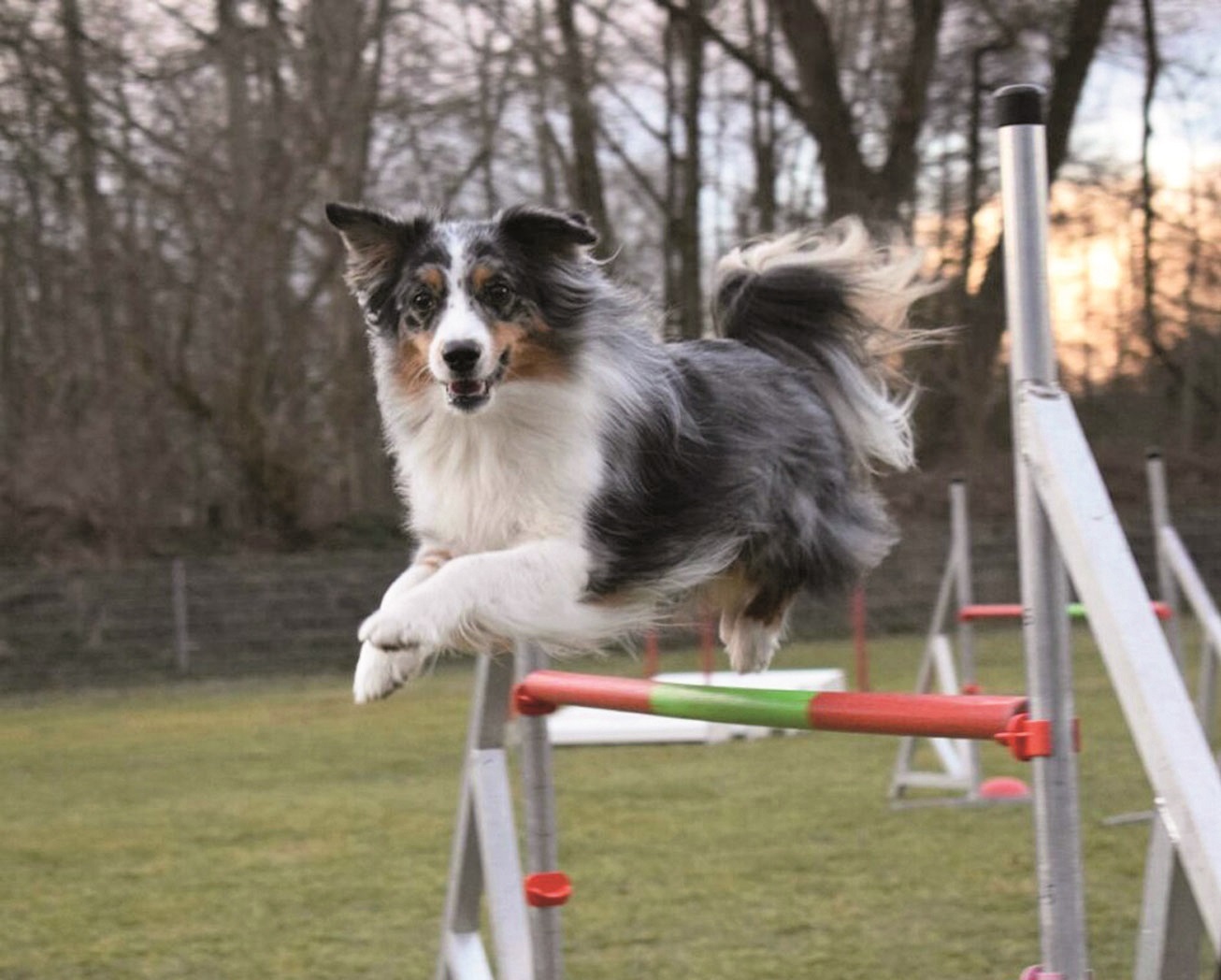 Viele Mensch-Hund-Teams werden erwartet.