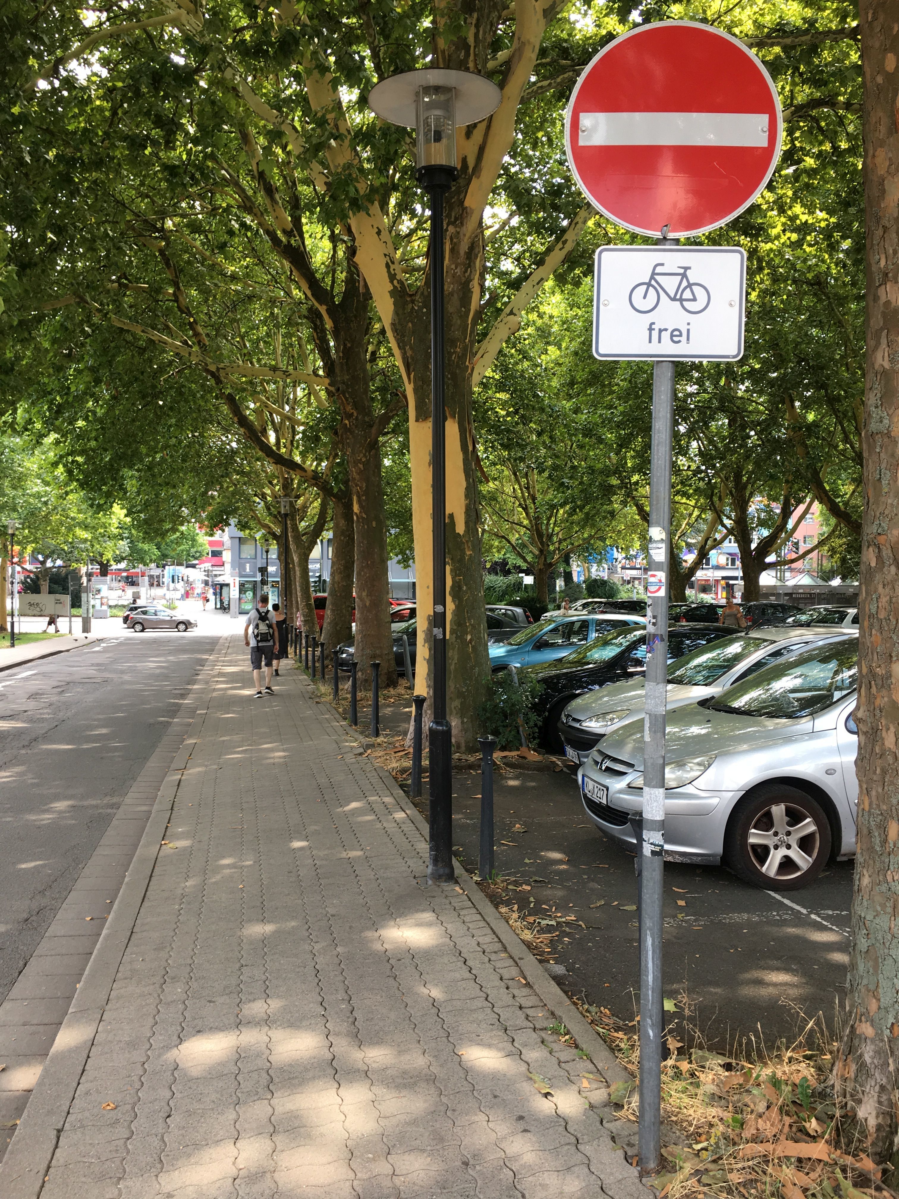 Platane mit abplatzender Borke am Parkplatz neben dem Casimirschloss in Kaiserslautern