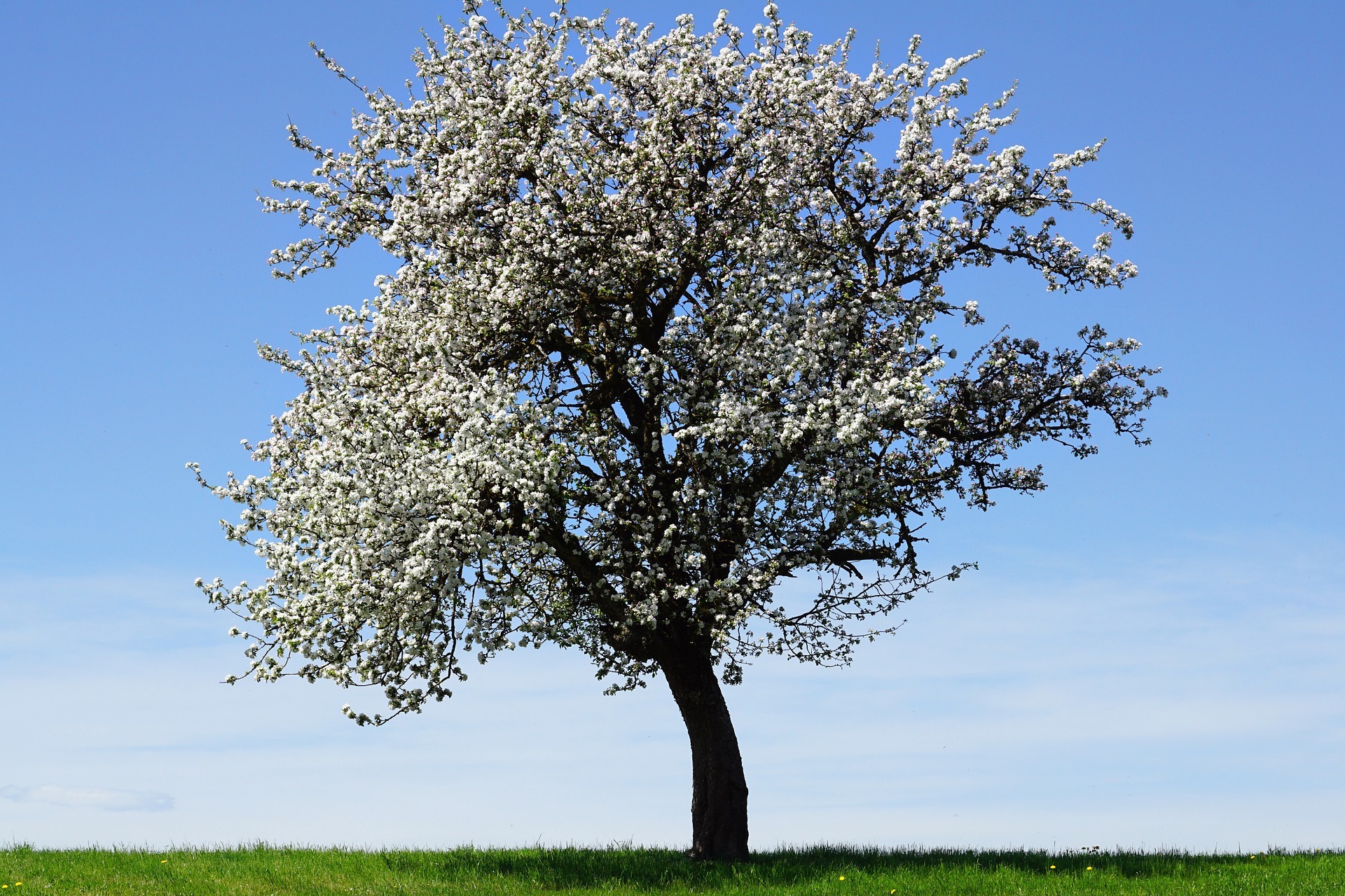 Apfelbaum