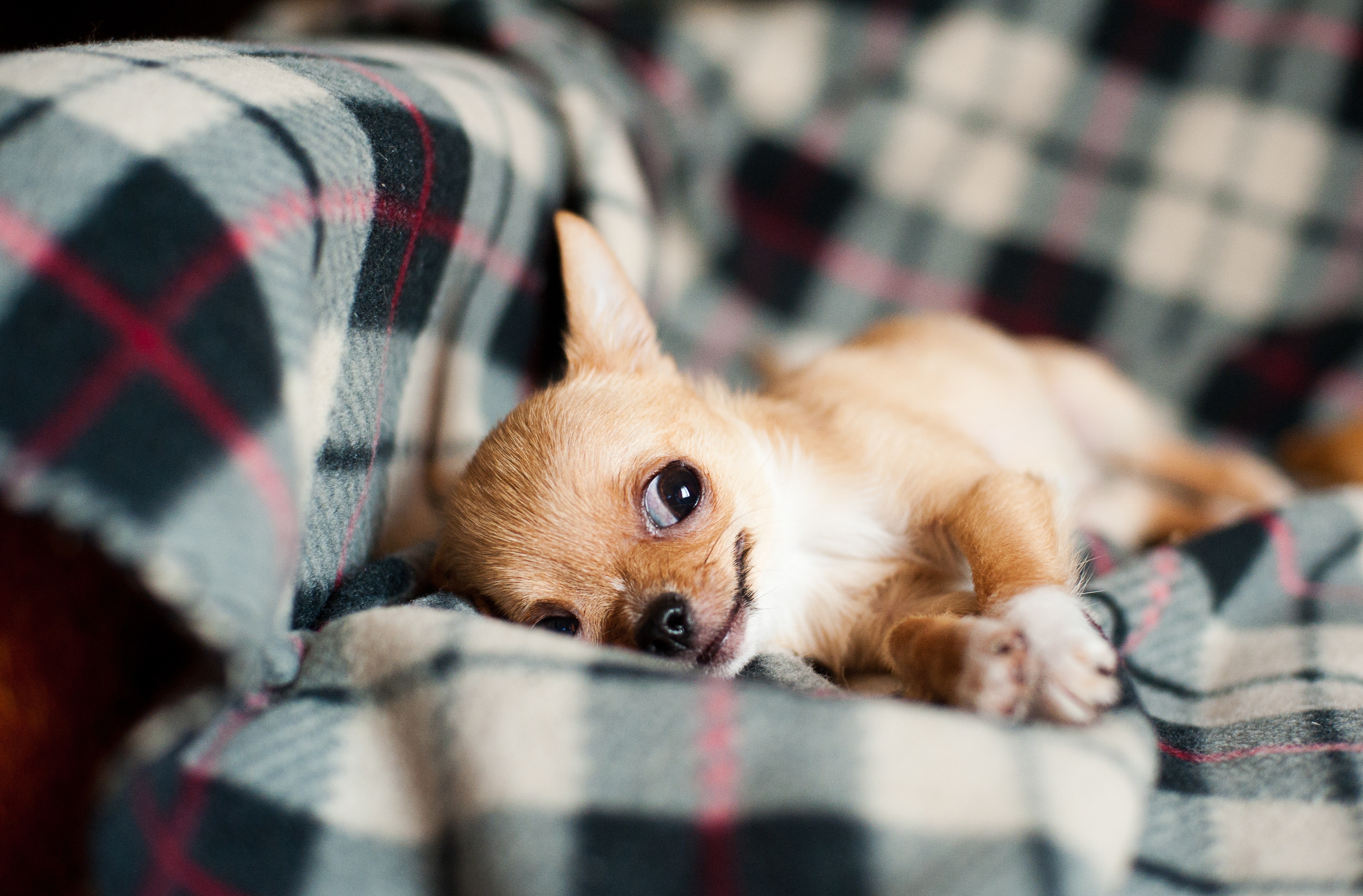 Eine Streife fing den kleinen, cremefarbenen Chihuahua ein und übergab ihn an eine Tierauffangstation.