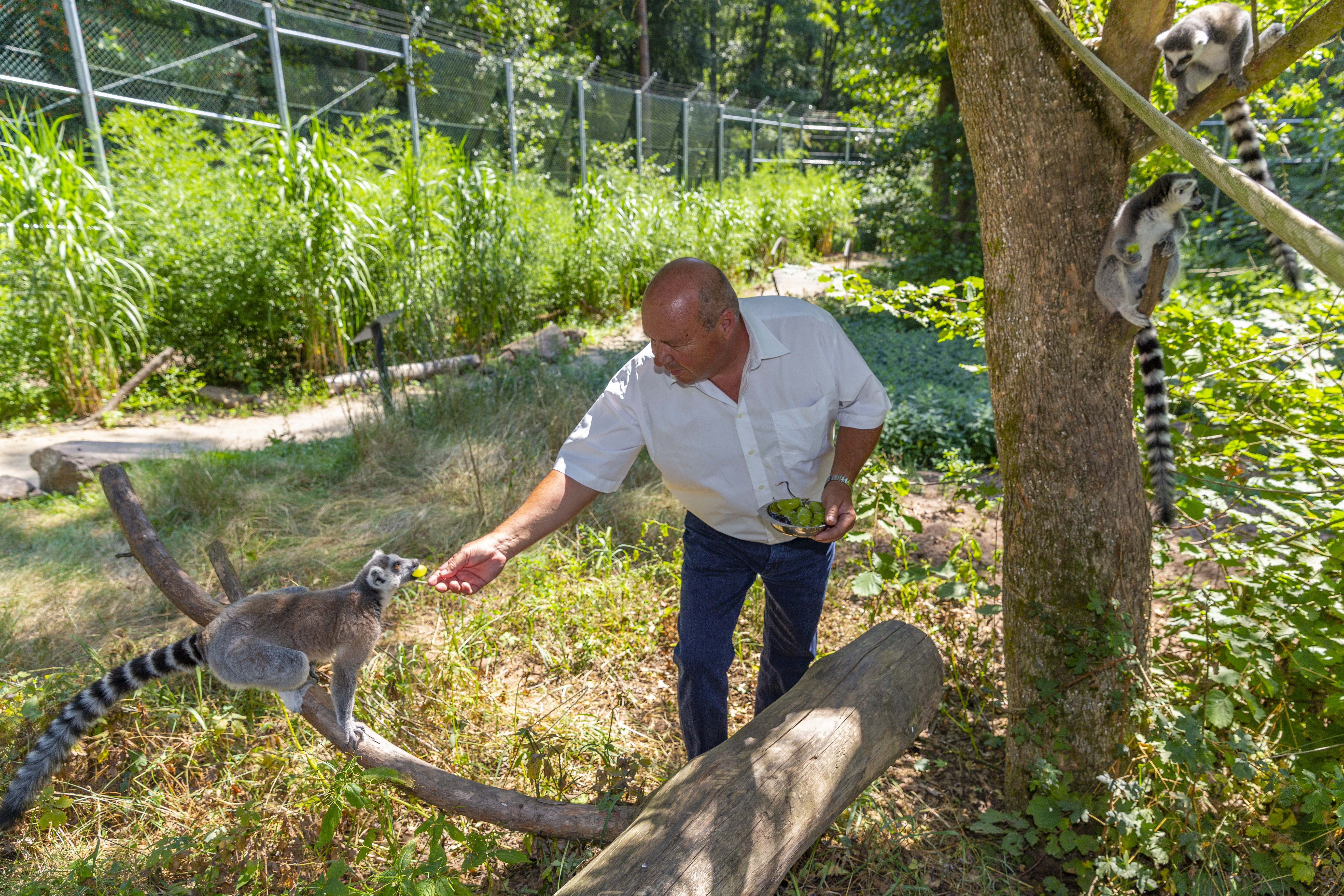 Zooleiter Matthias Schmitt füttert die Kattas mit leckeren Trauben