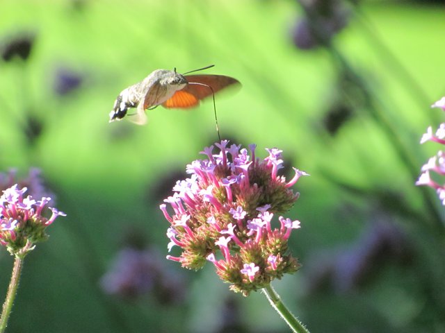 Wunder der Natur