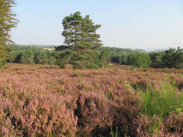 die Mehlinger Heide blüht