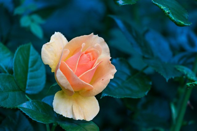 Blume