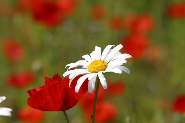 einfach Sommer