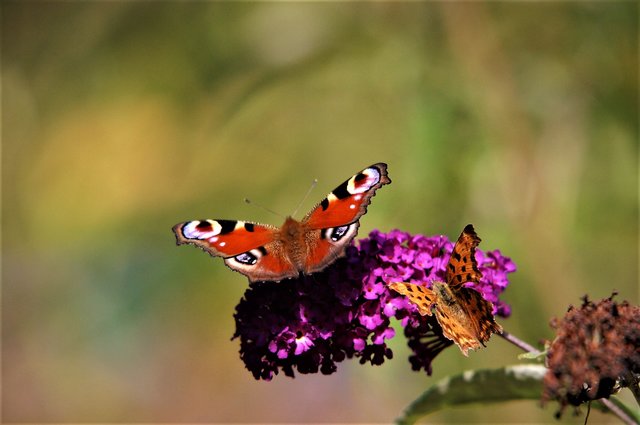 Wunder der Natur