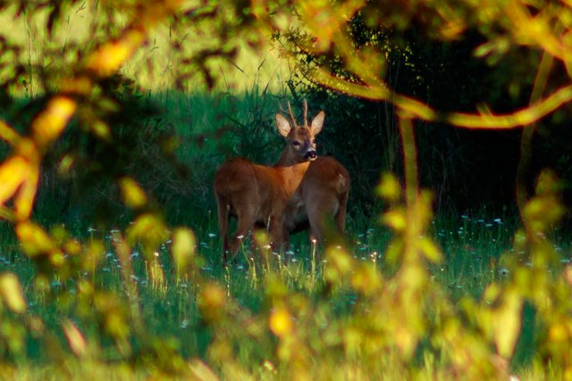 Rehe direkt auf dem Feld