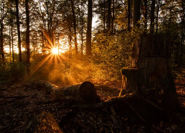  Sonnenaufgang im Pfälzerwald mit Nebel | Foto: Yannick Scherthan