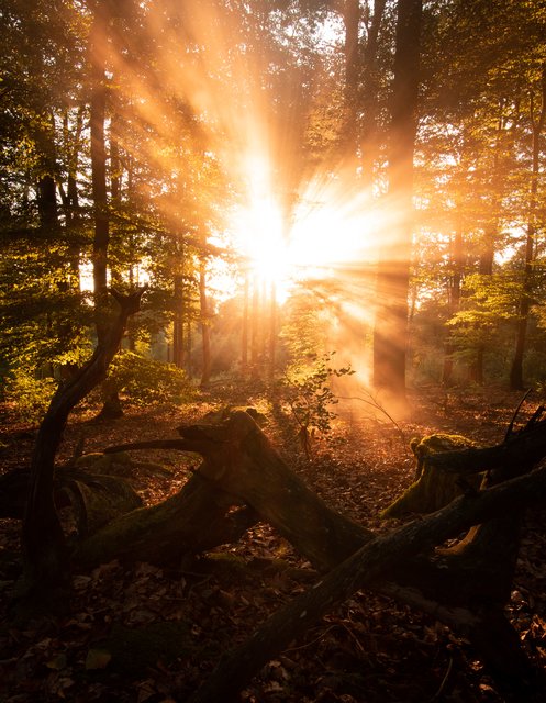 Nebliger Sonnenuntergang im Pfälzerwald | Foto: Yannick Scherthan