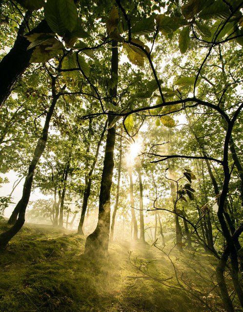  Pfälzerwald nach einem Sommergewitter | Foto: Yannick Scherthan