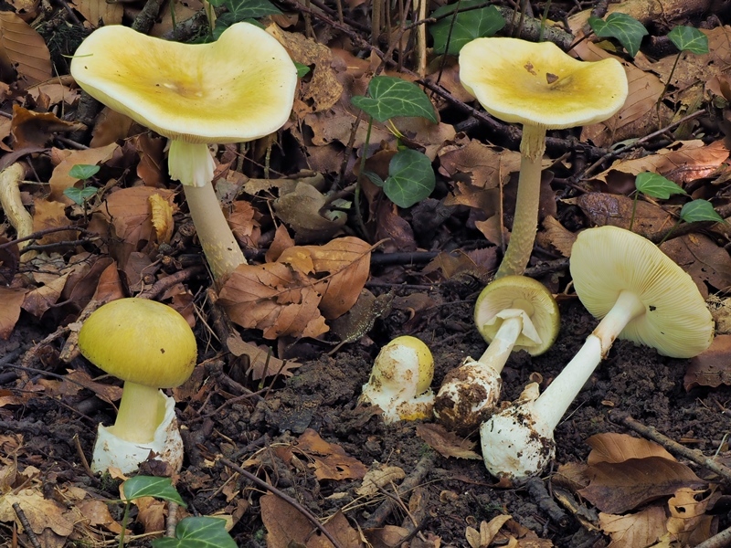 Pilz-Lehrwanderung im Oktober