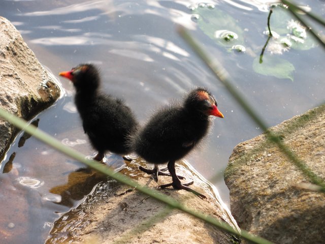 Klein aber auf großem Fuß unterwegs...…….am Schwanenweiher-KL