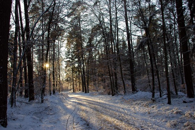 Winter im Bienwald bei Jockgrim