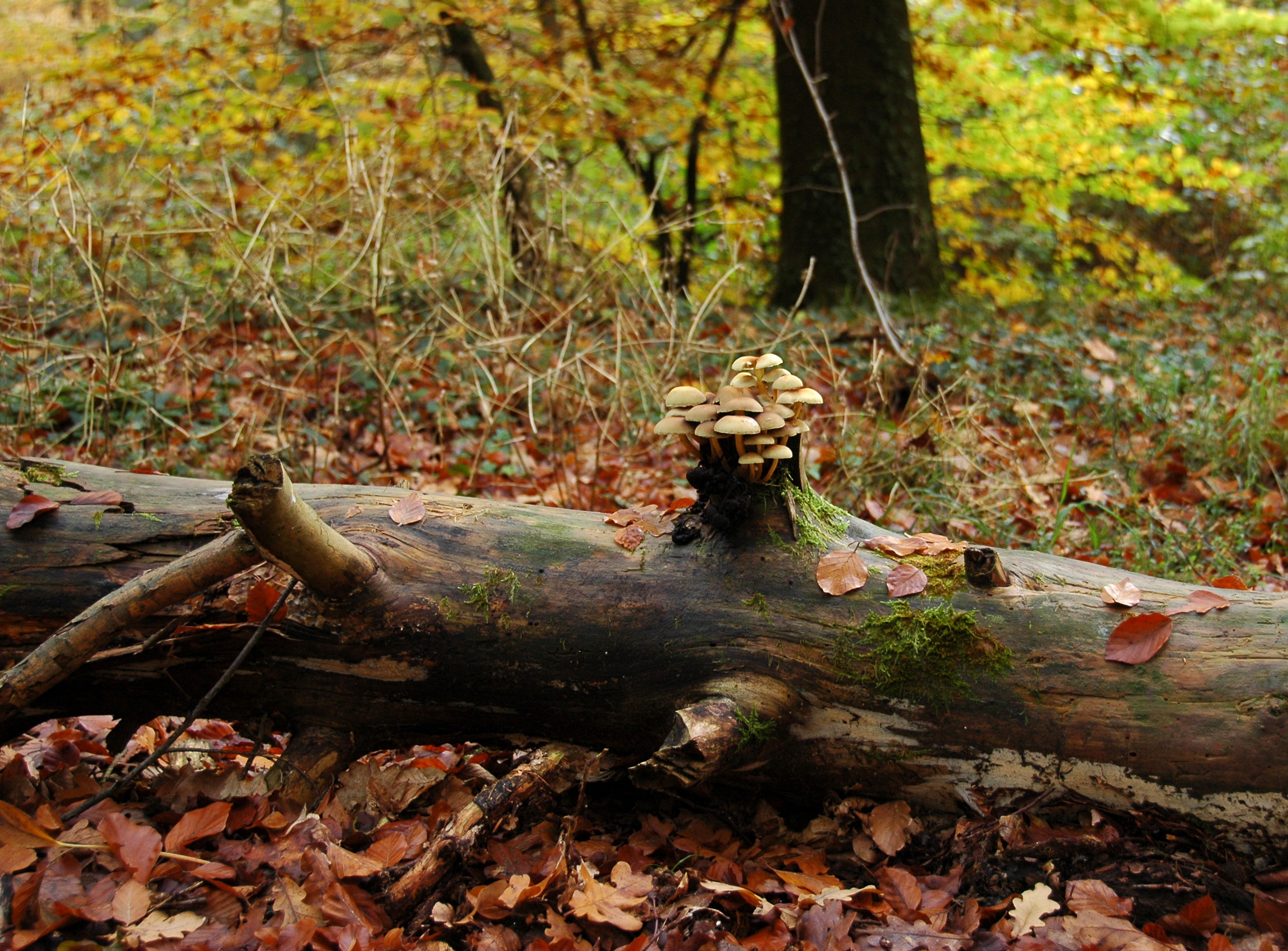 Hallimasch im Bienwald bei Jockgrim