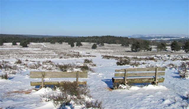 winterliche Mehlinger Heide