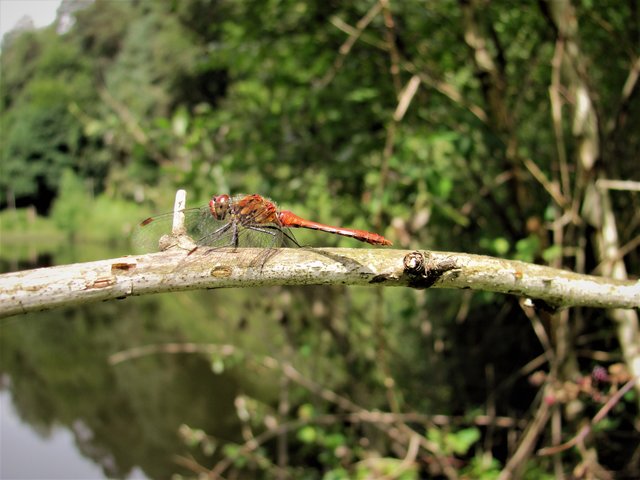 Wunder der Natur
