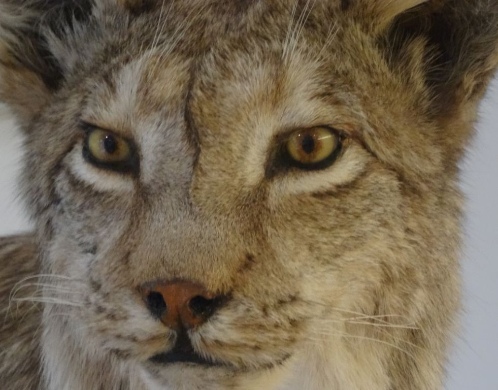 Der Luchs ist in der Pfalz wieder heimisch geworden. Foto: Pfalzmuseum für Naturkunde