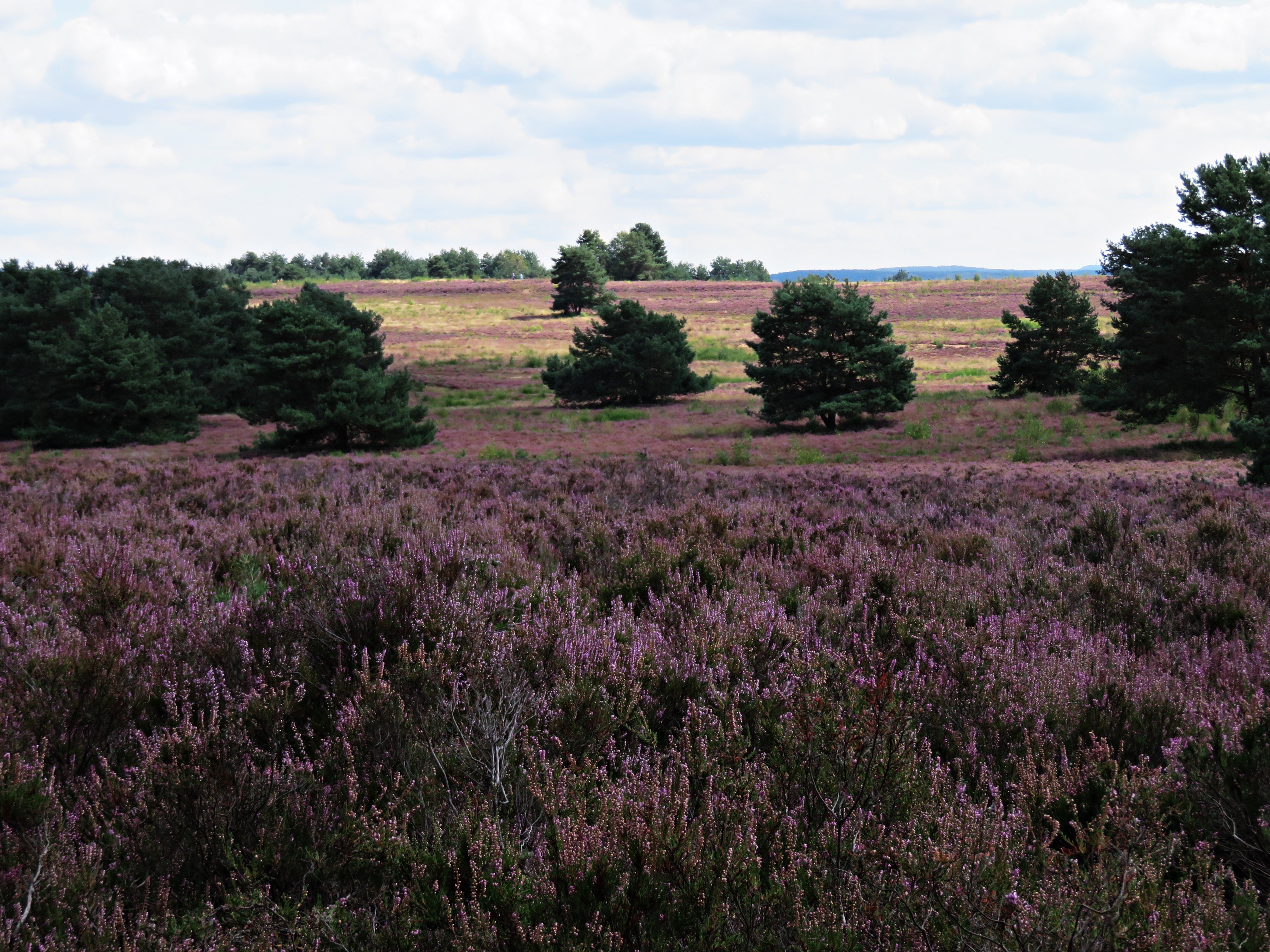 Naturschutzgebiet Mehlinger Heide
