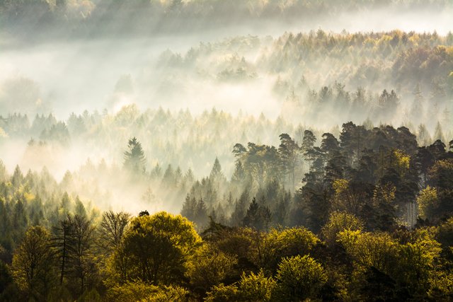 Herbstwald bei Busenberg | Foto: Dirk Schatz