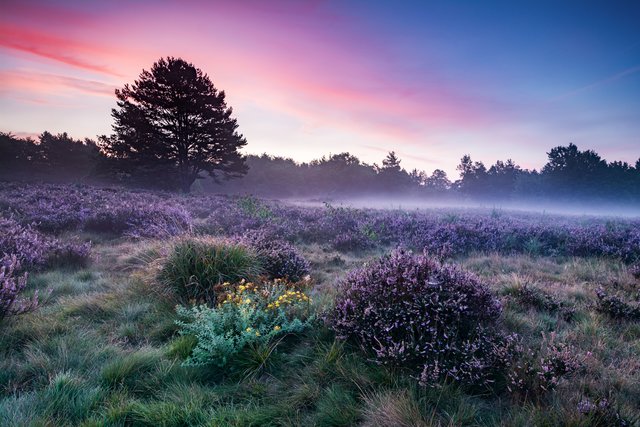 Mehlinger Heide | Foto: Dirk Schatz