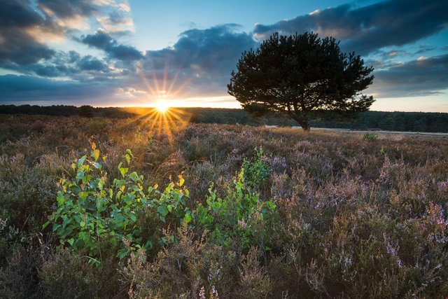 Mehlinger Heide | Foto: Dirk Schatz