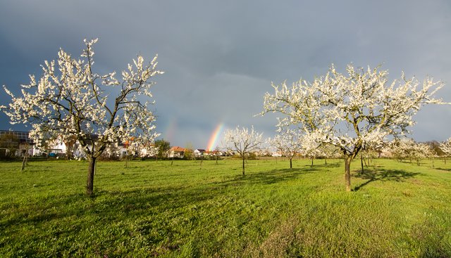 Obstwiese bei Haßloch | Foto: Dirk Schatz