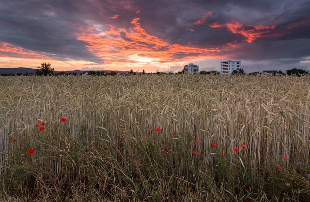 Feld bei Haßloch | Foto: Dirk Schatz